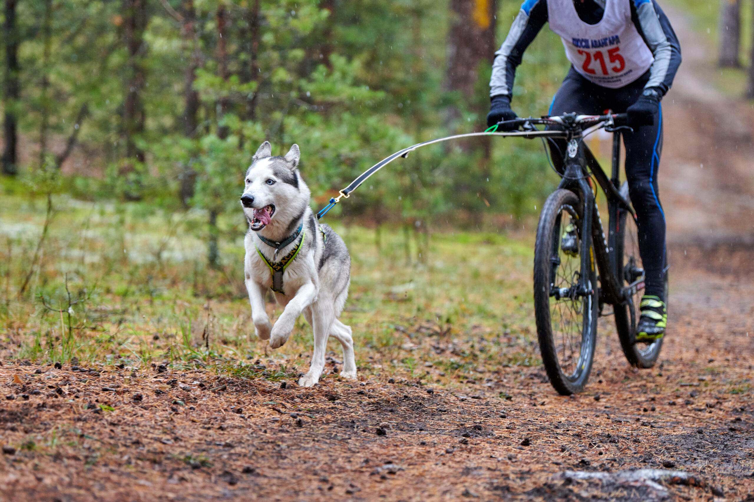 Bikejoring dog mushing race. Husky sled dogs pull a bike with dog musher. Autumn competition.